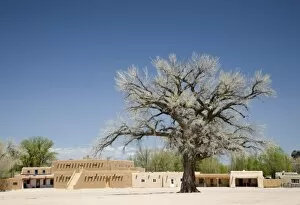 NM, New Mexico, San Ildefonso Pueblo, Big Tree in North Plaza, a majestic Cottonwood