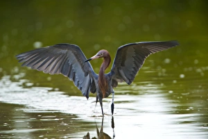 National Prints: Nobody, North America, USA, Florida, Sanibel Island, Ding Darling NWR, Reddish Egret