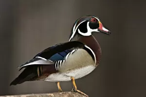 Images Dated 19th April 2008: Nobody, North America, USA, Minnesota, Mendota Heights, Wood Duck, Drake