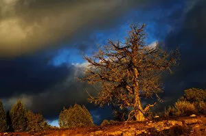 Images Dated 14th October 2006: Nobody, North America, USA, Utah, Evening Light, on Naked Tree in High Desert