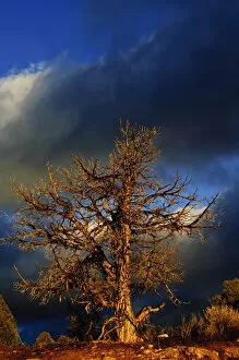 Images Dated 14th October 2006: Nobody, North America, USA, Utah, Evening Light, on Naked Tree in High Desert
