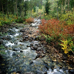Understory Prints: Nobody, North America, USA, Wyoming, Teton Village, Grand Teton N. P. Mountain Stream