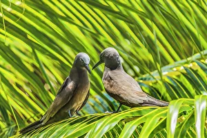 Shrub Prints: Noddy bird, Morea, Tahiti