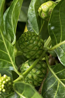 Images Dated 17th February 2017: Noni plant, Big Island, Hawaii, crop