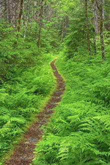 Subalpine Prints: Nooksack Cirque Trail amidst lush foliage of ferns and alder trees