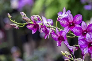 Nopporn Green Star, Dendrobium Orchid