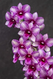 Nopporn Green Star, Dendrobium Orchid