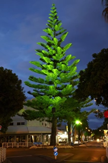 Mount Maunganui Prints: Norfolk Pine Tree at Night, Mount Maunganui, Tauranga, Bay of Plenty, North Island