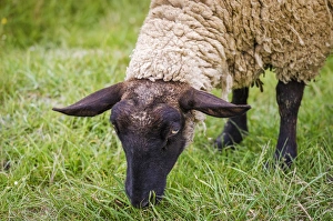 Images Dated 29th April 2011: Normandy sheep, Mont Saint-Michel, Normandy, France