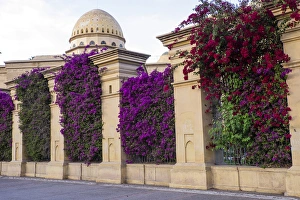 Images Dated 22nd April 2015: North Africa, Morocco, Marrakech, Royal Opera House. Bougainvillea glabra in purple