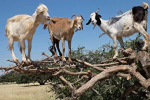 Editor's Picks: North Africa, Morocco, road to Essaouira, goats climbing in Argan trees