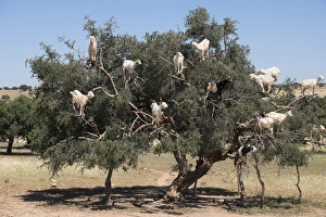 Images Dated 30th April 2015: North Africa, Morocco, road to Essaouira, goats climbing in Argan trees