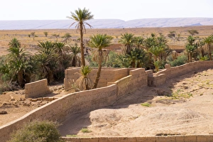 Sahara Desert Prints: North Africa, Morocco, Southern Morocco, typical palm tree grove