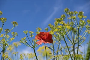 Morocco Collection: North Africa, Morocco, Taounate, spring flowers bloom.Verbena, Coreopsis, Atlantic Poppy