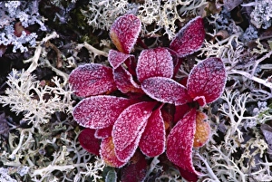 Bearberry Prints: North America. Alaska, Denali National Park. Frost on Bearberry (Arctostaphylos uva-ursi)
