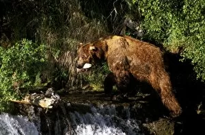 North America, Alaska, Katmai National Park. Grizzly Bear (Ursus arctos) eating freshly