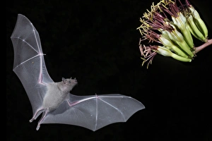 Agave Prints: North America, Arizona, Green Valley, lesser long-nosed bat (Leptonycteris yerbabuenae)
