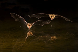 Images Dated 10th September 2014: North America, Arizona, pallid bat, (Antrozous pallidus) Bats drinking