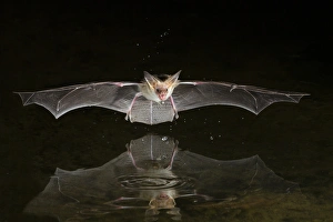 Images Dated 11th September 2014: North America, Arizona, pallid bat, (Antrozous pallidus) Bats drinking