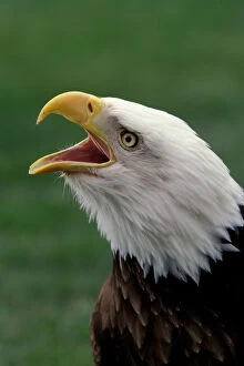 Images Dated 11th February 2005: North America, Bald eagle (Haliaeetus leucocephalus)