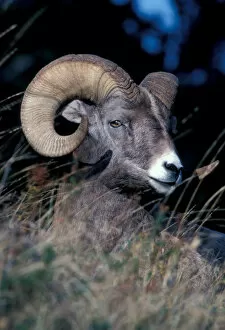 North America, Bighorn sheep portrait