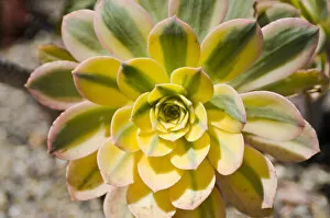 Images Dated 13th April 2008: North America, California, San Diego. Succulent plants are water-retaining plants