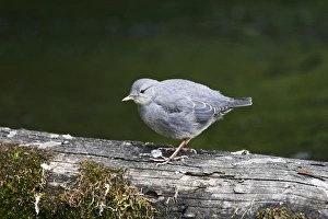 June Prints: North America, Canada, Alberta, American Dipper (Cinclus mexicanus) on log in stream, June