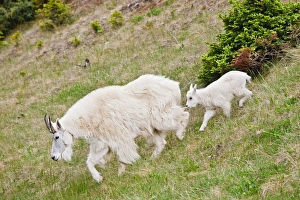 North America, Canada, Alberta, Jasper National Park, Mountain Goat (Oreamnos americaus) female