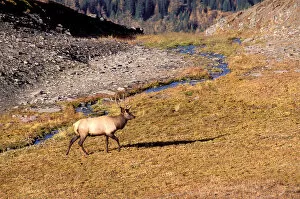 Images Dated 20th April 2006: North America, Canada, Alberta, Mount Assiniboine Provincial Park. Elk (Cervux Elaphus)