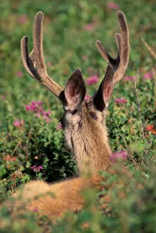 Images Dated 26th January 2005: North America, Canada, Alberta, Waterton Lakes NP, Blacktail or Mule deer (Odocoilius