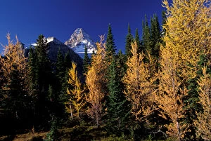 Images Dated 27th January 2005: North America, Canada, Assiniboine Prov. Park, Mt. Assiniboine and larch trees