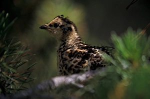 Images Dated 11th February 2005: North America, Canada, Banff NP, Ruffed grouse (Bonasa umbellus)