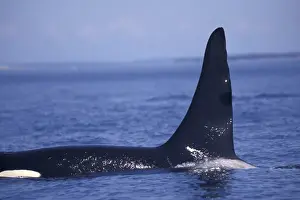 Whale Prints: North America, Canada, BC, near Victoria waterfront Orca whale surfacing