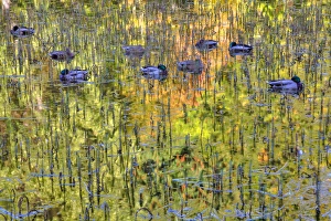 North America, Canada, BC, Victoria, Mallard Ducks Sleeping on Pond