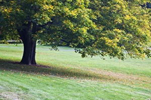 Images Dated 9th October 2009: North America, Canada, BC, Victoria, Autumn Color in Maple Trees
