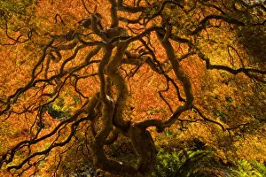 Victoria Prints: North America, Canada, BC, Victoria; Autumn Color in Maple Trees