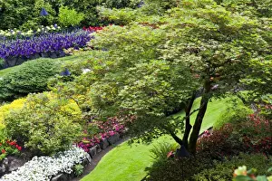 Images Dated 14th July 2009: North America; Canada; BC; Victoria; Butchard Gardens In Full Bloom