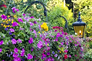 Images Dated 16th July 2009: North America; Canada; BC; Victoria; Butchard Gardens In Full Bloom