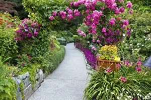 Images Dated 13th July 2009: North America; Canada; BC; Victoria; Rose Garden at Butchard Gardens In Full Bloom