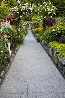 Images Dated 13th July 2009: North America; Canada; BC; Victoria; Rose Garden at Butchard Gardens In Full Bloom
