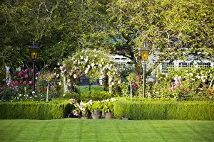 Images Dated 13th July 2009: North America; Canada; BC; Victoria; Rose Garden at Butchard Gardens In Full Bloom
