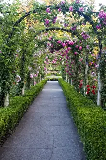 Images Dated 14th July 2009: North America; Canada; BC; Victoria; Rose Garden at Butchard Gardens In Full Bloom