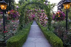 Images Dated 13th July 2009: North America; Canada; BC; Victoria; Rose Garden at Butchard Gardens In Full Bloom