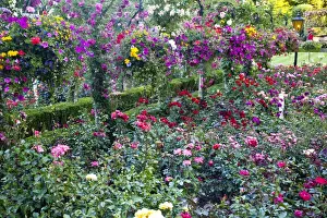 Images Dated 16th July 2009: North America; Canada; BC; Victoria; Rose Garden at Butchard Gardens In Full Bloom