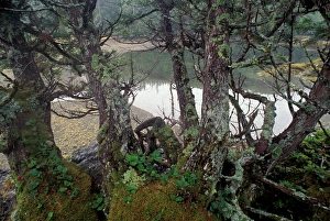 North America, Canada, British Columbia, Queen Charlotte Islands