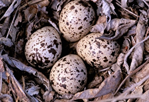 North America, Canada, British Columbia, Thaku River. Nightjar nest with 4 eggs