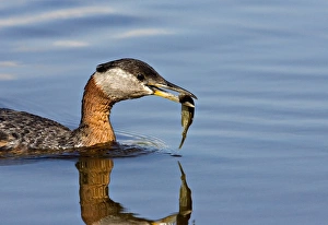 Images Dated 22nd June 2006: North America, Canada, British Columbia, Logan Lake. Red-necked Grebe (Podiceps grisegena)