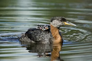 Images Dated 22nd June 2006: North America, Canada, British Columbia, Logan Lake. Red-necked Grebe (Podiceps grisegena)