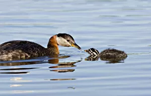 Images Dated 23rd June 2006: North America, Canada, British Columbia, Logan Lake. Red-necked Grebe (Podiceps grisegena)