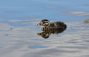 Images Dated 23rd June 2006: North America, Canada, British Columbia, Logan Lake. Red-necked Grebe (Podiceps grisegena)